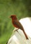 A vividly red northern cardinal