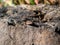 Viviparous lizard or common lizard Zootoca vivipara with detached tail sunbathing in the brigth sun on rock. Detailed view of