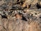 Viviparous lizard or common lizard Zootoca vivipara with detached tail sunbathing in the brigth sun on rock. Detailed view of