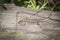 The viviparous lizard, or common lizard, Zootoca vivipara sits on an old dry log