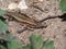 Viviparous lizard or common lizard Zootoca vivipara sunbathing in the brigth sun on the ground in the garden in spring. Detailed