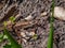 Viviparous lizard or common lizard Zootoca vivipara sunbathing in the brigth sun on the ground in the garden in spring. Detailed