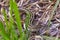 Viviparous lizard among dry grass