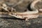 Viviparous lizard (Lacerta vivipara)