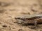 The viviparous lizard latin name-: Zootoca vivipara