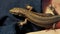 The viviparous lizard lies on a human wrist. (Lacerta vivipara Jacq)