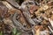 Viviparous lizard on a trunk