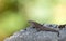 Viviparous lizard, Zootoca vivipara, resting on a rock