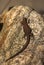 Viviparous lizard, Zootoca vivipara, resting on a rock