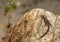 Viviparous lizard, Zootoca vivipara, resting on a rock