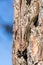 Viviparous lizard - Zootoca vivipara - sits upside down on a pine tree - Pinus sylvestris