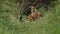 A vixen red fox and her cubs, vulpes vulpes, are feeding at the entrance to their den. A few scuffles break out over the food.