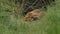 A vixen red fox and her cute cub, vulpes vulpes, are feeding at the entrance to their den.