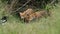 A vixen Red Fox and her cute cub, Vulpes vulpes, are feeding at the entrance to their den. The cub does not want to share the food