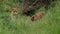 A vixen Red Fox, Vulpes vulpes, and her cute cub, are feeding at the entrance to their den.