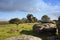 Vixen Tor, Dartmoor National Park Devon, uk