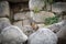 A vizcacha in the Inca ruins of Machu Picchu in Peru