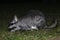 Vizcacha , Lagostomus maximus, El Palmar National Park ,