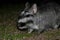 Vizcacha , Lagostomus maximus, El Palmar National Park , Entre Rios