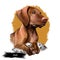 Vizsla dog breed portrait isolated on white. Digital art illustration, animal watercolor drawing of hand drawn doggy for web.