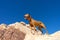 Vizsla dog on cliff