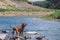 Vizsla Dog Fishing in Mountain River
