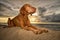 Vizsla dog laying on athe beach at Zorritos in Peru at sunset