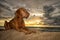 Vizsla dog laying on the beach in Peru at sunset