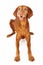 Vizsla Dog Laying Happy Expression