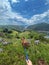 Vizsla Dog on Leash Hiking in Mountains