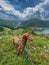 Vizsla Dog on Leash Walking in Mountains