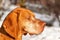 Vizsla dog outdoor portrait. A close-up head shot of a Vizsla dog Hungarian Pointer in the snow