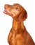 Vizsla Dog Profile Looking Up