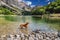 Vizsla Dog Traveler Standing in Mountain Lake