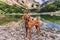 Vizsla Dog Traveler Standing near Mountain Lake