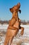 Vizsla (Hungarian pointer) Jumping Up in Winter