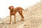 Vizsla puppy on a beach. Full length hungarian vizsla hunting dog outdoors portrait.