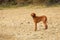 Vizsla puppy on a beach. Full length hungarian vizsla hunting dog outdoors portrait.