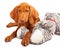 Vizsla Puppy Laying on Stuffed Toy