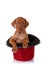 Vizsla puppy in a red show hat