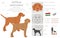 Vizsla wirehaired clipart. Different poses, coat colors set