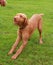 Vizsla Wirehaired Hungarian dog