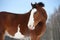 Vladimir draft horse, portrait in winter time