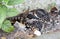 Vleugelbandnachtzwaluw, Band-winged Nightjar, Systellura longirostris