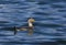 Vliegende Booteend, Flying Steamer-Duck, Tachyeres patachonicus