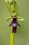 Vliegenorchis, Fly Orchid, Ophrys insectifera