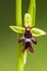 Vliegenorchis, Fly Orchid, Ophrys insectifera