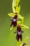 Vliegenorchis, Fly Orchid, Ophrys insectifera