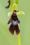 Vliegenorchis, Fly Orchid, Ophrys insectifera