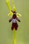 Vliegenorchis, Fly Orchid, Ophrys insectifera